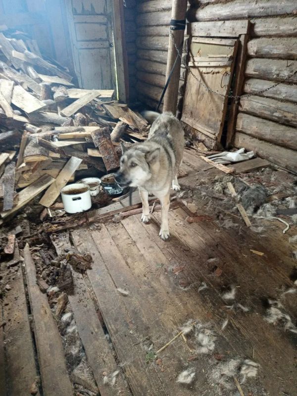 В Омутнинском районе Кировской области ищут нового хозяина для собаки, хозяин которой убыл по мобилизации