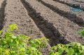 В Фаленском районе инвесторам предлагают создать кооператив по выращиванию овощей