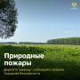 Жаркие выходные: как сходить за грибами и уберечь лес