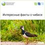 Интересные факты о чибисе