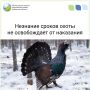 Белохолуницкий охотник лишен билета за отстрел на глухаря