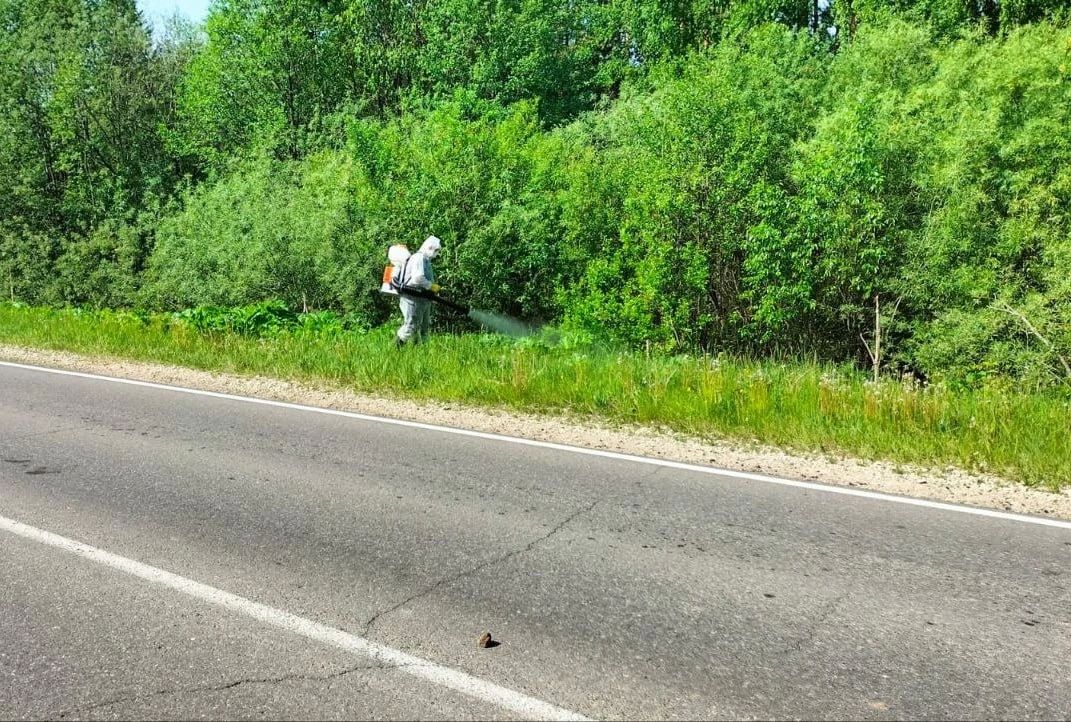 В Кировской области от борщевика обработают более 1000 гектаров земель в 108 муниципальных образованиях региона