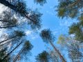 Объём заготовки древесины в Кировской области снизился на 15% — на 0,6 млн кубометров