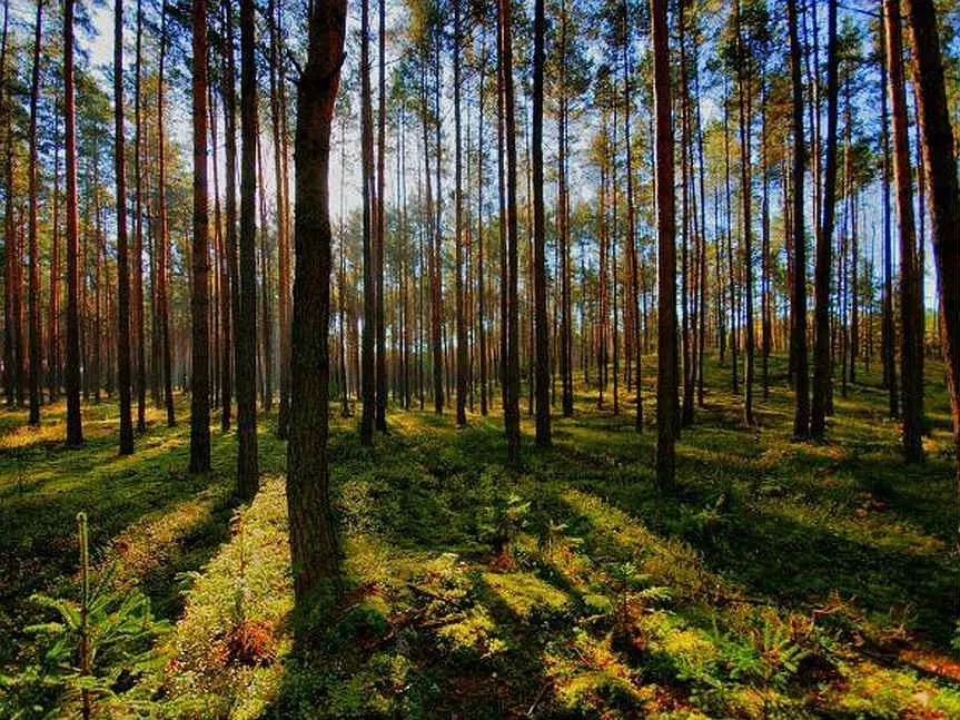 К концу года в Кировской области планируют восстановить около 40 тысяч гектаров леса