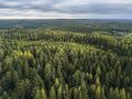 В Кировской области с начала года восстановлено 10 тысяч гектаров лесов