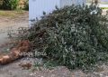Перевозчики мусора рискуют остаться без автомобилей