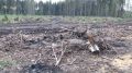 В Опарино суд по иску прокурора взыскал более 1,3 млн рублей в счет возмещения ущерба, причиненного незаконной рубкой