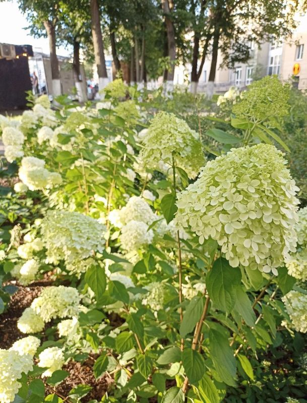 В Кирове в этом году обошлось пока без вандализма на клумбах