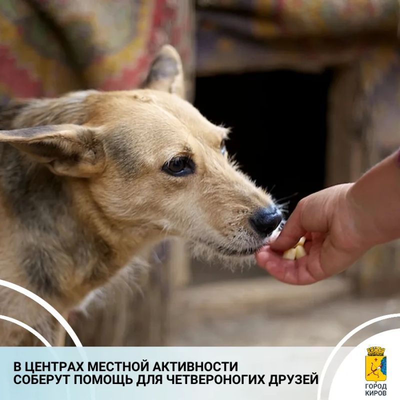 С 17 августа по 30 сентября в центрах местной активности № 3 и № 5 Октябрьского района пройдет благотворительная акция «Мокрый нос», приуроченная ко Всемирному дню бездомных животных