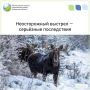 Неосторожность наказуема: апелляция подтвердила вину охотника и взыскала 80 000 рублей ущерба