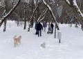 Кировчане плохо следят за своими питомцами