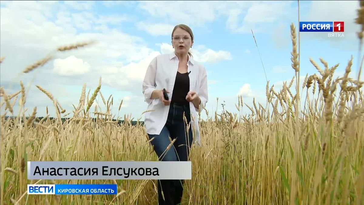 На опытных площадках Научного центра Северо-Востока имени Рудницкого продолжается селекционная работа