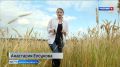 На опытных площадках Научного центра Северо-Востока имени Рудницкого продолжается селекционная работа