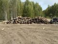 В Кировской области полицейские выявили пять фактов незаконной рубки леса в особо крупном размере