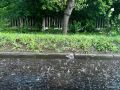 В Кирове 14–16 августа ожидаются дожди и похолодание до +8…+13 °C