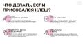 Половина кировчан, пострадавших от клещей, "поймали" насекомое в лесу