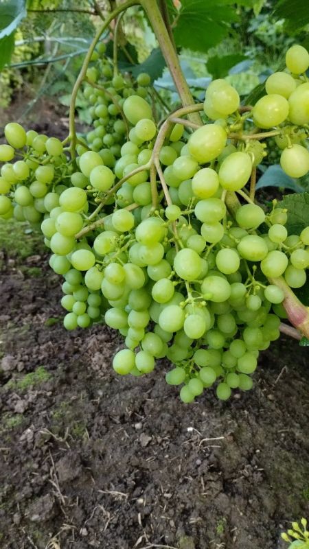 Природа продолжает удивлять своими дарами и сюрпризами Природа продолжает удивлять своими дарами и сюрпризами