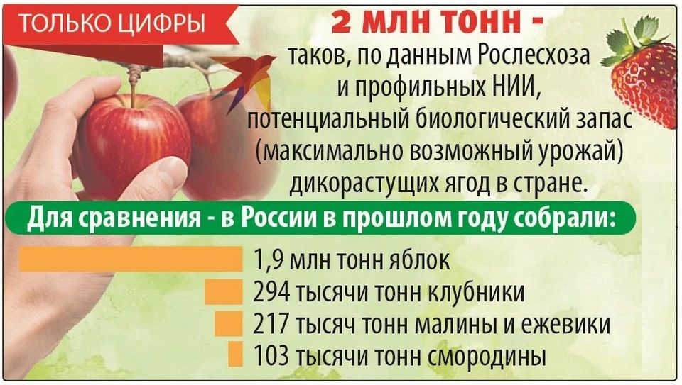 Моя ягода - мое богатство: сколько можно заработать на сборе дикоросов Моя ягода - мое богатство: сколько можно заработать на сборе дикоросов