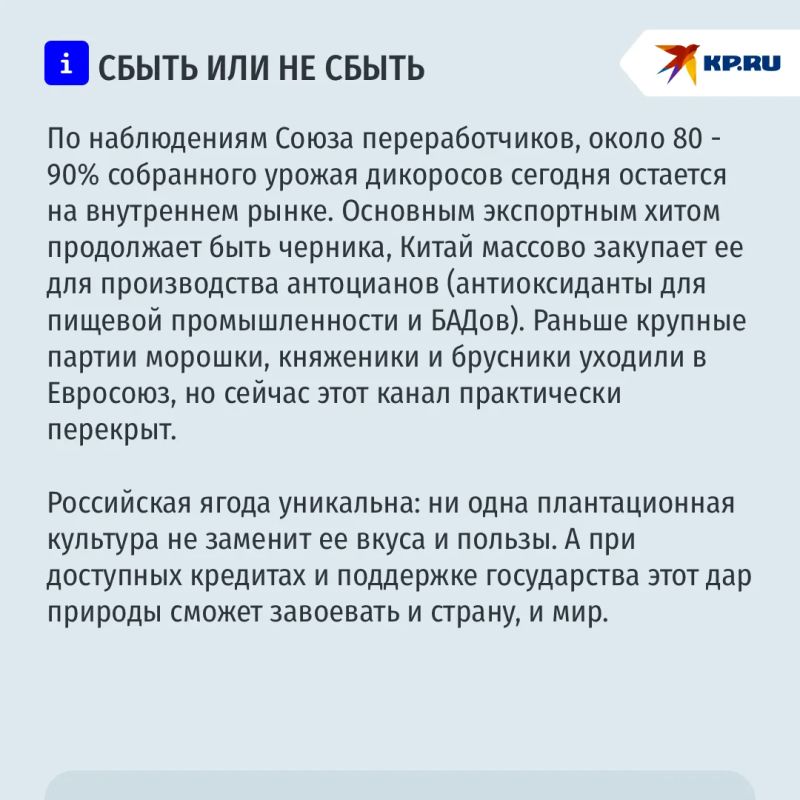 Моя ягода - мое богатство: сколько можно заработать на сборе дикоросов Моя ягода - мое богатство: сколько можно заработать на сборе дикоросов