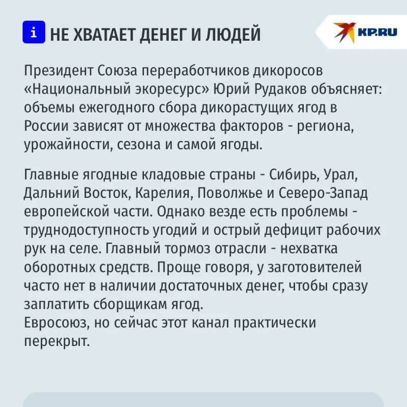 Моя ягода - мое богатство: сколько можно заработать на сборе дикоросов Моя ягода - мое богатство: сколько можно заработать на сборе дикоросов