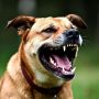 400 тысяч рублей ущерба взыщут с владельцев собак в Кировской области