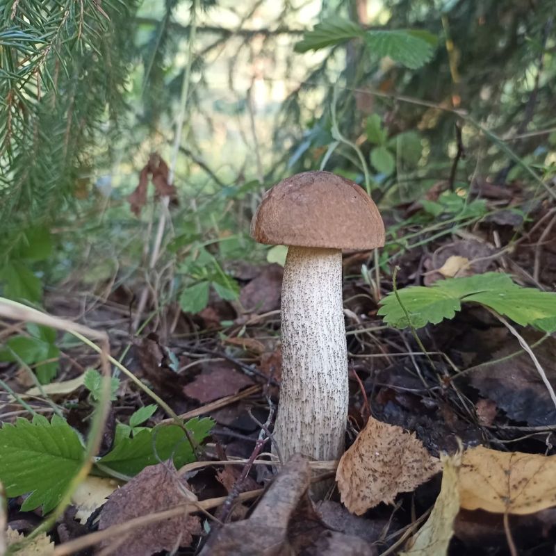 Красные, белые, грузди и даже рыжики Красные, белые, грузди и даже рыжики