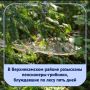 ������� 21 ������� � ����� ��� ������ �������������� ���������� ������� ���������� ������ ��� �������������� ������ � ���������� � ���, ��� ��� ����� ������ � 76-������ ���