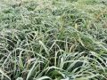 В Кировской области ожидаются ночные заморозки до -2 градусов