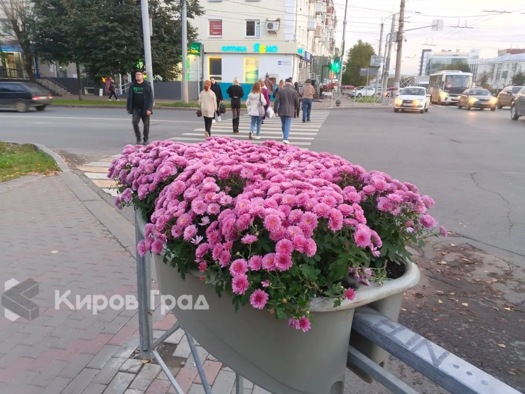 В Кирове на некоторых участках улиц появились гидровазоны с хризантемами В Кирове на некоторых участках улиц появились гидровазоны с хризантемами