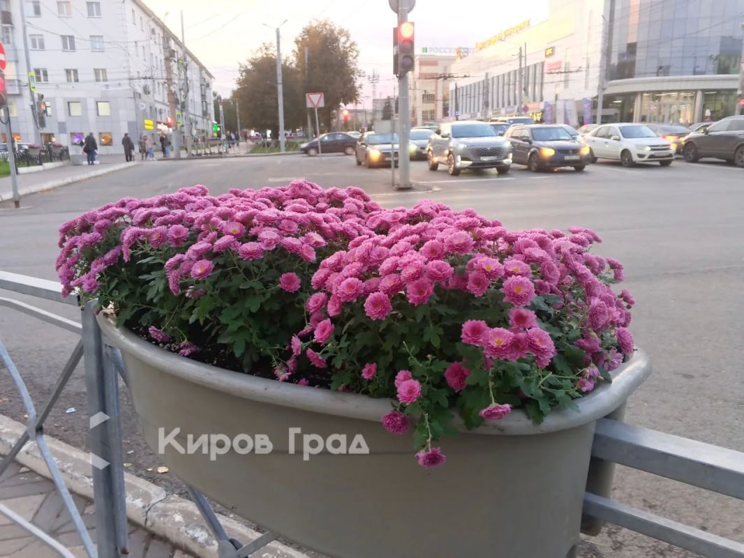 В Кирове на некоторых участках улиц появились гидровазоны с хризантемами В Кирове на некоторых участках улиц появились гидровазоны с хризантемами