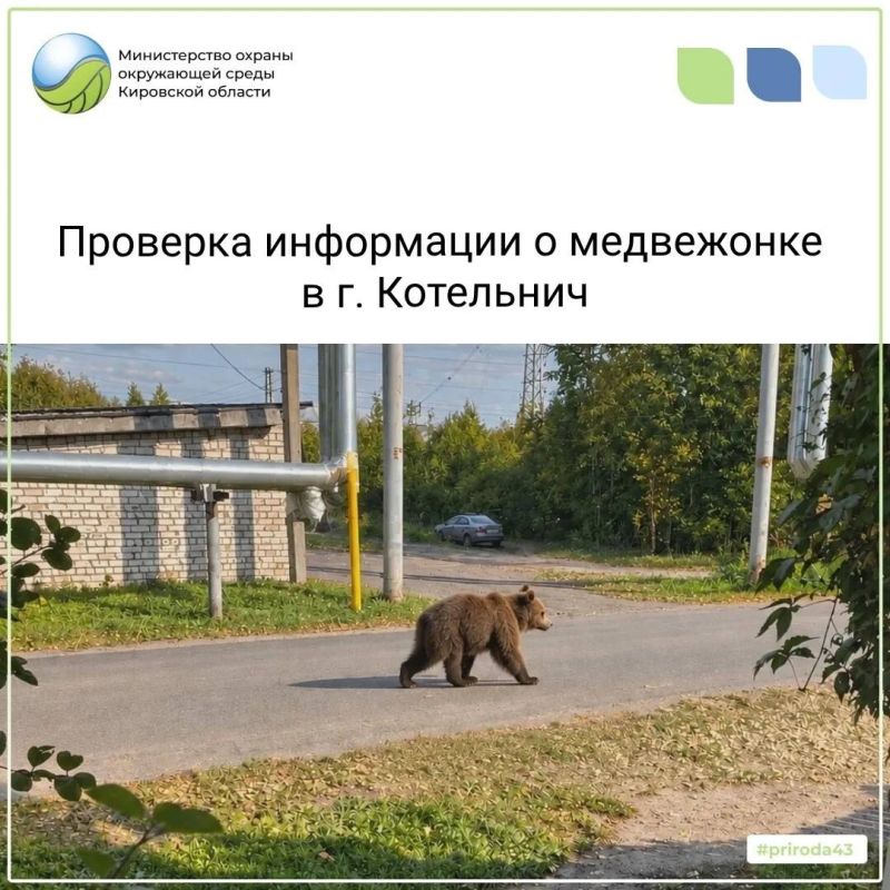 Экология начинается с каждого: в Кировской области прошёл слёт юннатов Движения Первых Экология начинается с каждого: в Кировской области прошёл слёт юннатов Движения Первых