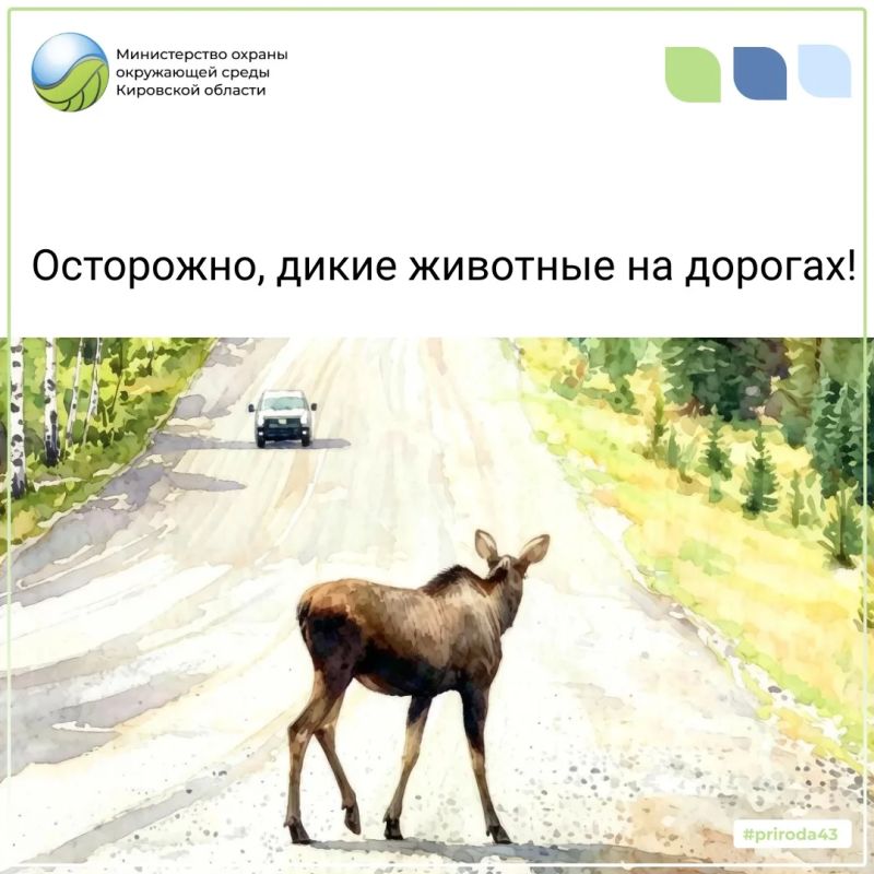 В июле на дорогах области зафиксировано 22 дорожно-транспортных происшествия, все с участием лосей