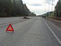 22 аварии с лосями за месяц: в Кировской области пострадали три человека