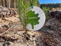 25 сентября в Кировской области пройдет всероссийская акция «Сохраним лес» в рамках нацпроекта «Экологическое благополучие»