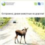 В июле на дорогах области зафиксировано 22 дорожно-транспортных происшествия, все с участием лосей