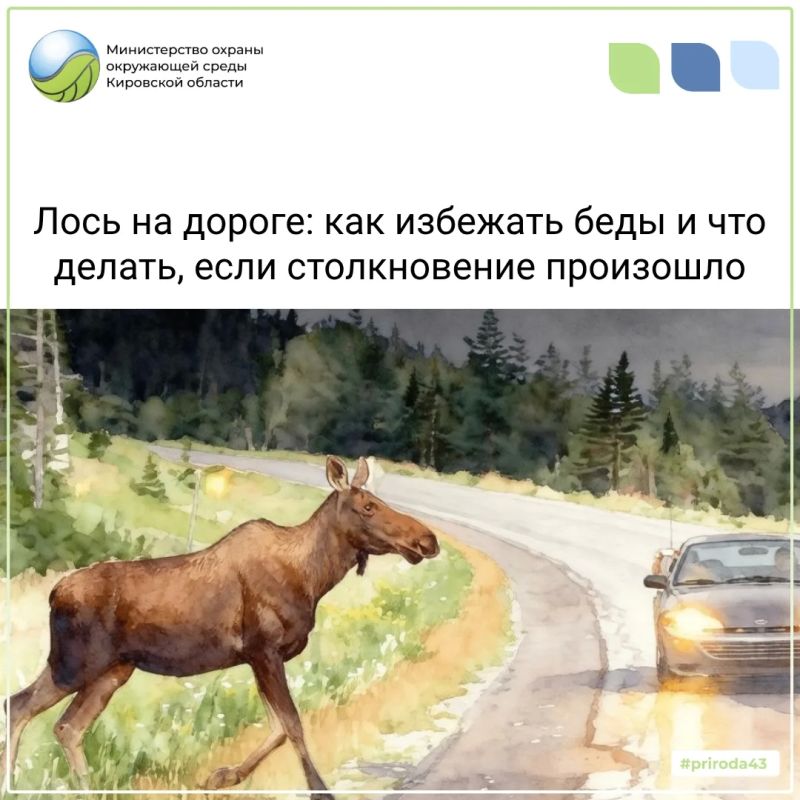 С конца августа по октябрь проходит гон у лосей