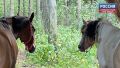 В понедельник, 28 сентября, в Кировской области прогнозируют облачную с прояснениями погоду без существенных осадков, днем возможен дождь, сообщили в региональном центре по Гидрометеорологии и мониторингу окружающей среды