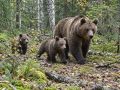 В Кировской области сократилась численность медведей