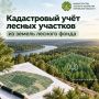 Особенности кадастрового учёта лесных участков из состава земель лесного фонда