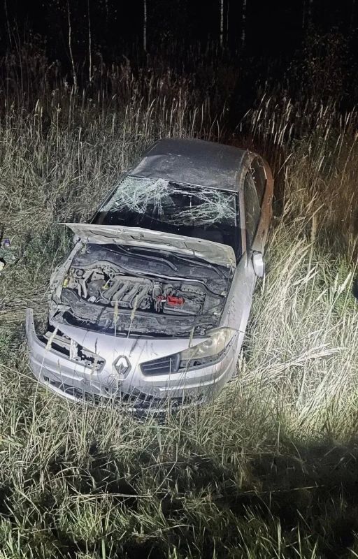 В Советском районе автомобиль совершил наезд на медведя