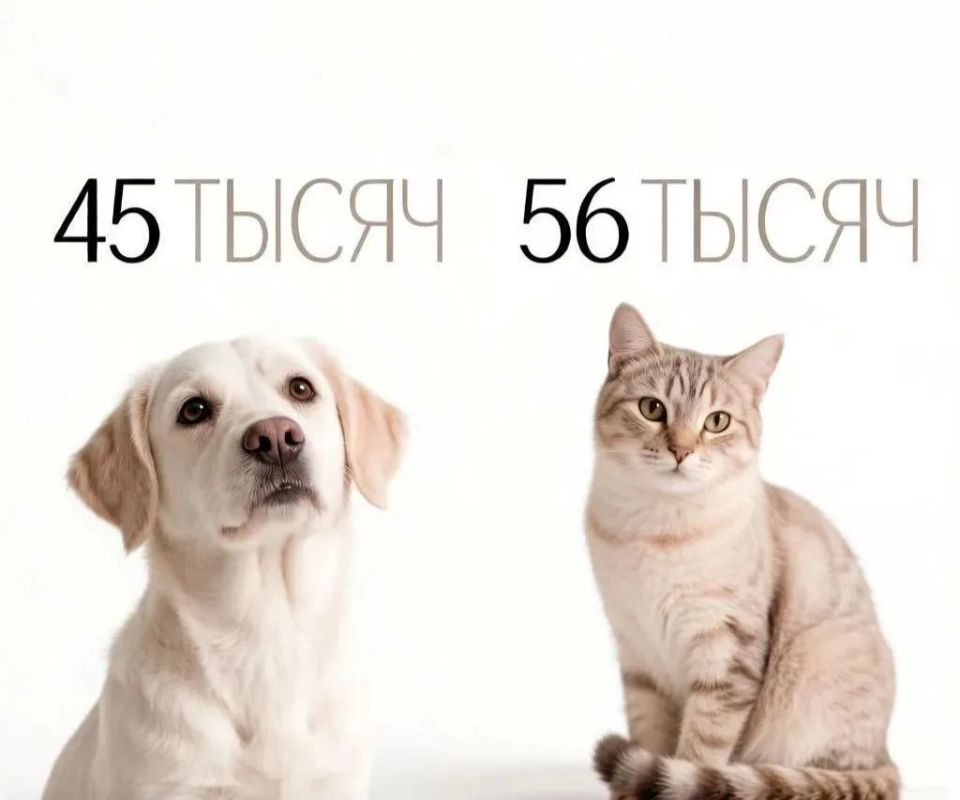 #цифрадня. 101 тысяча домашних питомцев у жителей Кировской области