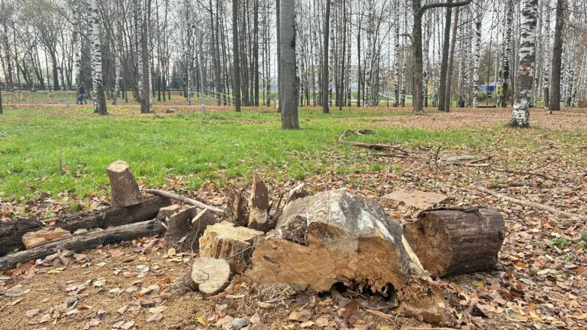 В Парке Победы в Кирове не досчитались деревьев после благоустройства