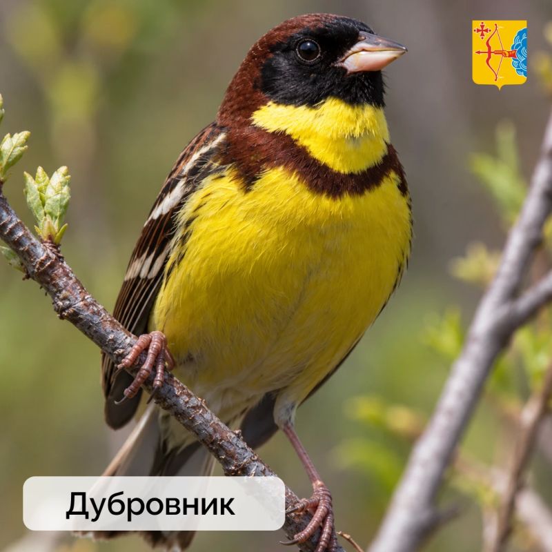 В Кировской области обнаружены редкие виды птиц, занесённые в Красную книгу России В Кировской области обнаружены редкие виды птиц, занесённые в Красную книгу России