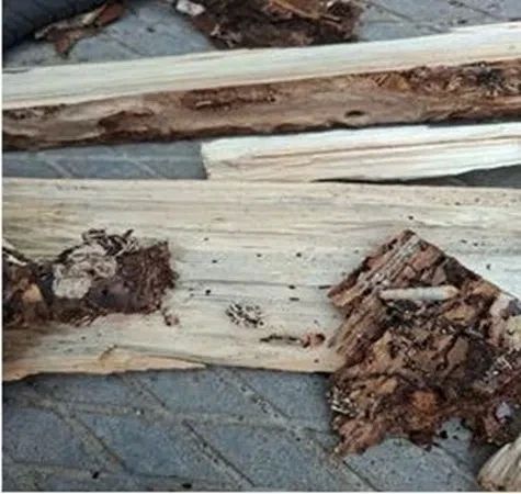 В Опаринском районе оштрафовали фирму за карантинных вредителей в дровах